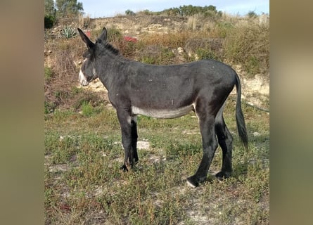 Osioł, Ogier, 6 lat, 151 cm, Kara