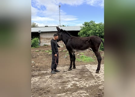 Osioł, Ogier, 7 lat, 151 cm, Kara