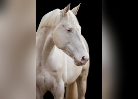 Weitere Warmblüter, Hengst, 12 Jahre, 168 cm