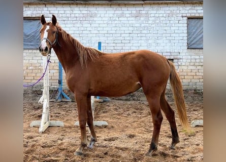 Łotewski koń gorącokrwisty, Klacz, 3 lat, 164 cm