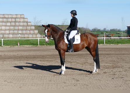 Łotewski koń gorącokrwisty, Wałach, 5 lat, 170 cm, Gniada