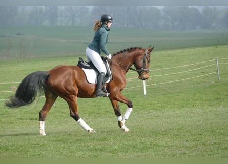 Łotewski koń gorącokrwisty, Wałach, 6 lat, 165 cm, Gniada