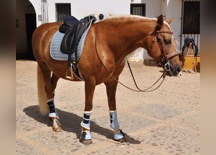 Other Breeds Mix, Gelding, 10 years, 15.1 hh, Palomino