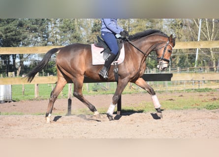 Other Breeds, Gelding, 10 years, 16.2 hh, Brown