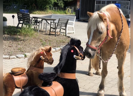 Other Breeds, Gelding, 10 years, 6.3 hh, Black