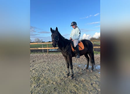 Other Breeds, Gelding, 11 years, 15.2 hh, Bay-Dark