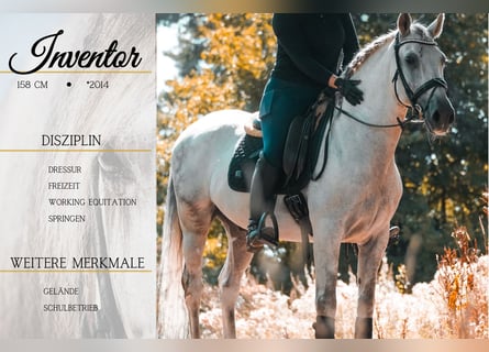 Other Breeds, Gelding, 11 years, 15,2 hh, Grey