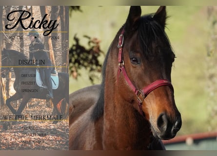 Other Breeds, Gelding, 11 years, 15,3 hh, Brown