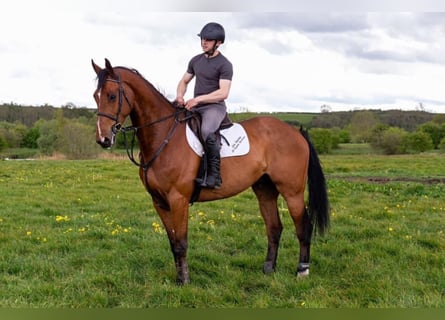 Other Breeds, Gelding, 11 years, 16,2 hh, Bay