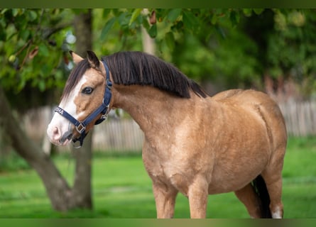 Other Breeds, Gelding, 12 years, 11 hh, Dun