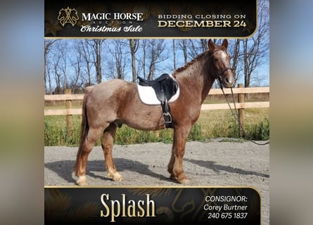 Other Breeds Mix, Gelding, 12 years, 14 hh, Roan-Red