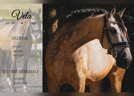 Other Breeds, Gelding, 12 years, 15,2 hh, Buckskin