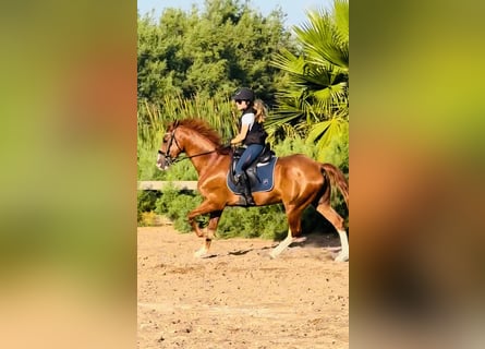 Other Breeds, Gelding, 12 years, 16,2 hh