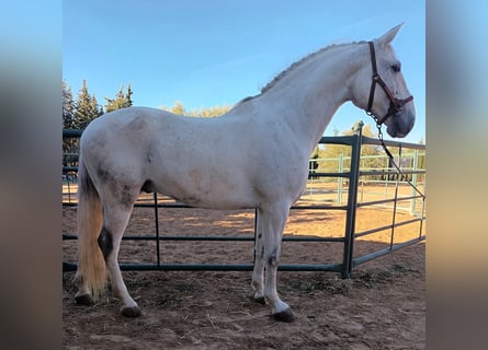 Other Breeds Mix, Gelding, 12 years, 16 hh, Gray