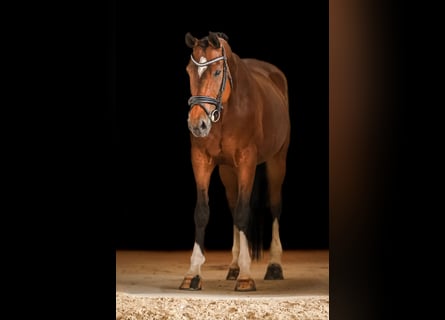 Other Breeds, Gelding, 12 years, 16,1 hh, Brown