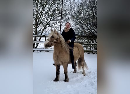 Other Breeds, Gelding, 13 years, 13 hh, Overo-all-colors