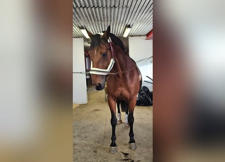 Other Breeds Mix, Gelding, 14 years, 15,3 hh, Brown