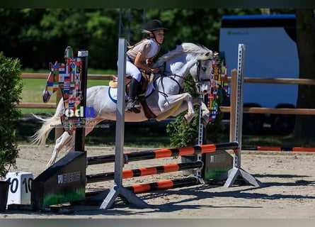 Other Breeds, Gelding, 15 years, 12 hh, Gray