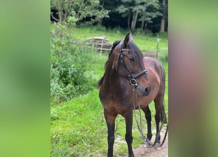 Other Breeds Mix, Gelding, 15 years, 13,2 hh, Brown