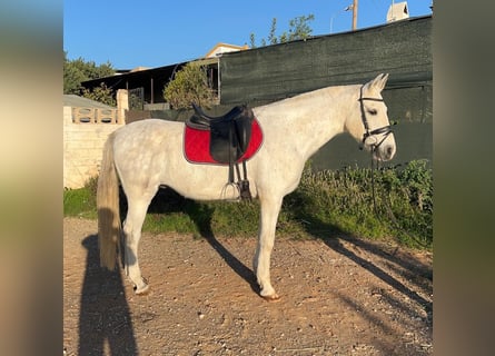 Other Breeds Mix, Gelding, 15 years, 15.2 hh, Gray