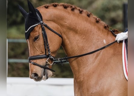 Other Breeds Mix, Gelding, 15 years, 16,1 hh, Chestnut-Red