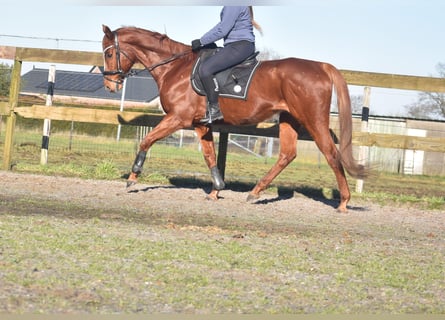 Other Breeds, Gelding, 15 years, 16,1 hh, Chestnut-Red