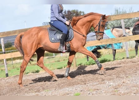 Other Breeds, Gelding, 16 years, 15,2 hh, Chestnut-Red