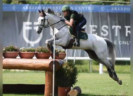 Other Breeds, Gelding, 16 years, 15,2 hh, Grey