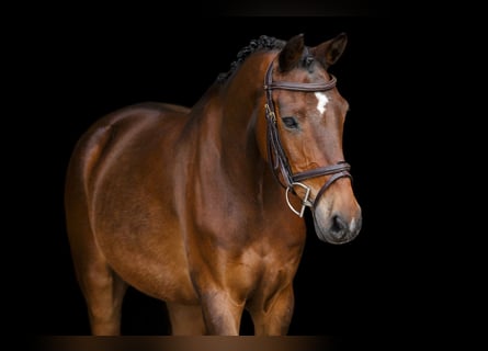 Other Breeds, Gelding, 17 years, 14.2 hh, Brown