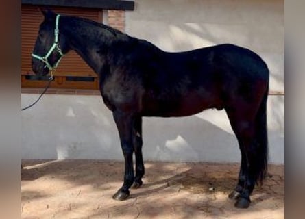 Other Breeds Mix, Gelding, 17 years, 16,2 hh, Black
