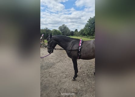 Other Breeds, Gelding, 2 years, 15.2 hh, Roan-Bay