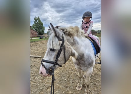 Other Breeds Mix, Gelding, 2 years, Pinto