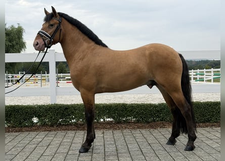 Other Breeds Mix, Gelding, 3 years, 14.1 hh, Dun