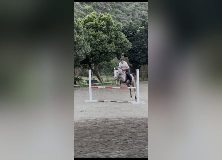 Other Breeds Mix, Gelding, 3 years, 14,1 hh, Gray