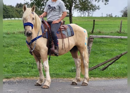 Other Breeds, Gelding, 3 years, 14.3 hh, Palomino