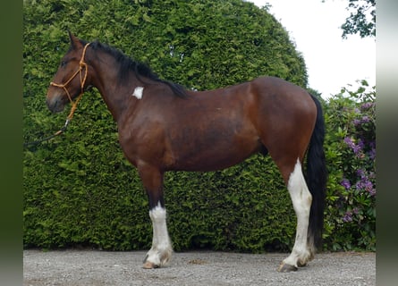 Other Breeds, Gelding, 3 years, 14,3 hh, Pinto