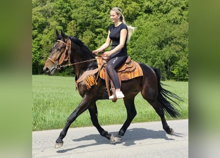 Other Breeds, Gelding, 3 years, 15.1 hh