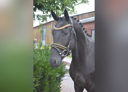 Other Breeds, Gelding, 3 years, 15.3 hh, Black