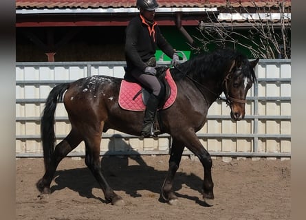 Other Breeds, Gelding, 3 years, 15,2 hh, Bay-Dark
