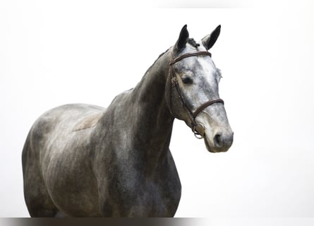 Other Breeds, Gelding, 3 years, 16 hh, Grey