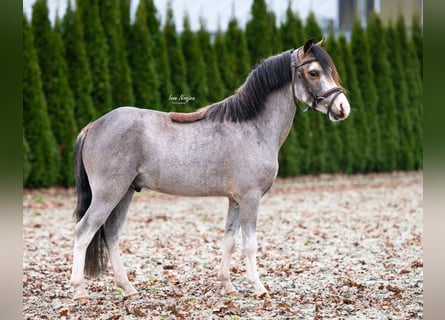 Other Breeds, Gelding, 4 years, 11.1 hh, Roan-Bay