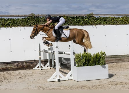 Other Breeds, Gelding, 4 years, 13.1 hh, Chestnut-Red