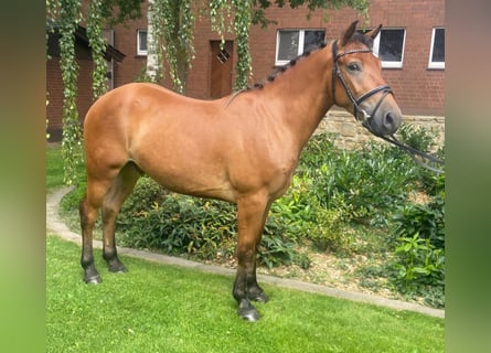 Other Breeds, Gelding, 4 years, 14.1 hh, Brown