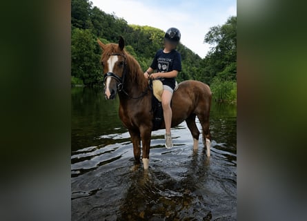 Other Breeds, Gelding, 4 years, 14.1 hh, Chestnut-Red