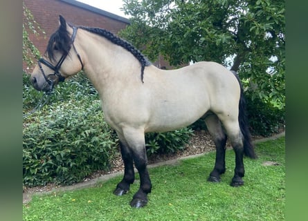 Other Breeds, Gelding, 4 years, 14.2 hh, Dun