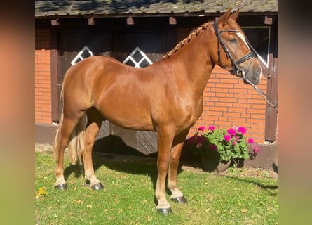 Other Breeds, Gelding, 4 years, 14,3 hh, Chestnut-Red