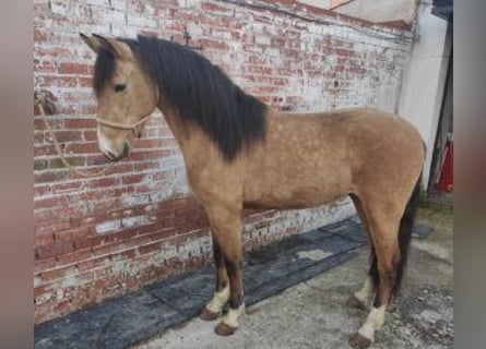 Sonstige Rassen Mix, Wallach, 4 Jahre, 15,1 hh, Rotbrauner