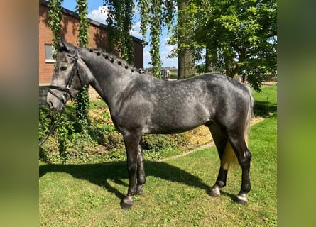 Other Breeds, Gelding, 4 years, 15.1 hh, Gray