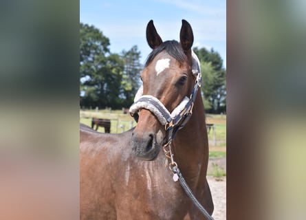 Other Breeds, Gelding, 4 years, 15,3 hh, Bay-Dark