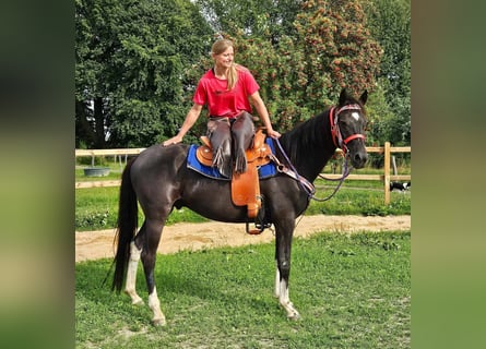 Sonstige Rassen, Wallach, 4 Jahre, 15 hh, Schecke